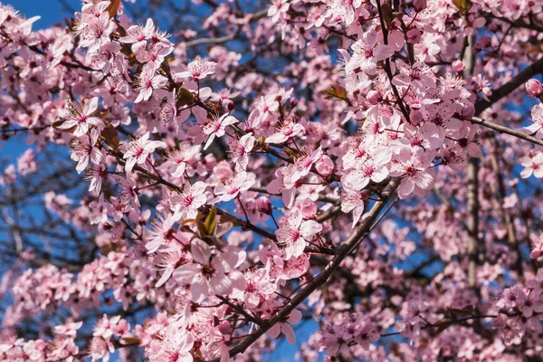 Blooming Delicate Pink Flowers Early Spring Blut Pflaume Prunus Cerasifera — Stock Photo, Image