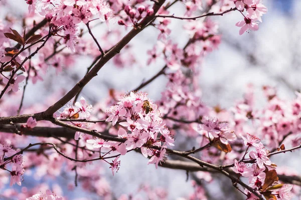 Bahar başlarında açan narin pembe çiçekler Blut-Pflaume. Prunus cerasifera 'Nigra', Familie: Güneşli bir günde, arka planda mavi gökyüzü olan kiraz ağaçları..