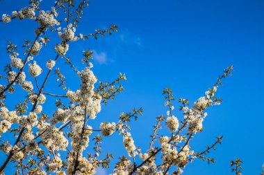 Parlak beyaz kiraz çiçekleri. Baharda arka plan için kiraz çiçeği ya da metin için kopya alanı. Bahar bayrağı, kiraz dalları açık havada mavi gökyüzüne karşı çiçek açıyor..