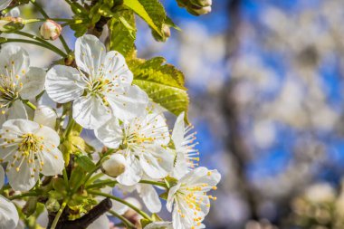 Parlak beyaz kiraz çiçekleri. Baharda arka plan için kiraz çiçeği ya da metin için kopya alanı. Bahar bayrağı, kiraz dalları açık havada mavi gökyüzüne karşı çiçek açıyor..