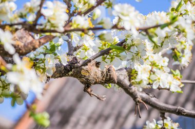 Parlak beyaz kiraz çiçekleri. Baharda arka plan için kiraz çiçeği ya da metin için kopya alanı. Bahar bayrağı, kiraz dalları açık havada mavi gökyüzüne karşı çiçek açıyor..