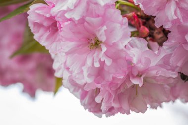 Mavi gökyüzüne karşı dalda kadife sakura çiçekleri. Sakura çiçekleri bir ağaç dalına sarılır. Bahar bayrağı, kiraz dalları açık havada mavi gökyüzüne karşı çiçek açıyor..