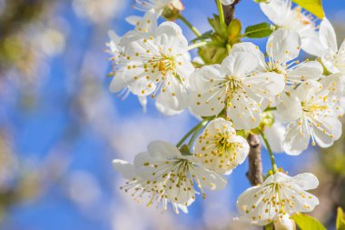 Parlak beyaz kiraz çiçekleri. Baharda arka plan için kiraz çiçeği ya da metin için kopya alanı. Bahar bayrağı, kiraz dalları açık havada mavi gökyüzüne karşı çiçek açıyor..