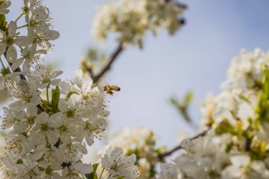 Arıyla birlikte parlak beyaz kiraz çiçekleri. Baharda arka plan için kiraz çiçeği ya da metin için kopya alanı. Bahar bayrağı, kiraz dalları açık havada mavi gökyüzüne karşı çiçek açıyor..