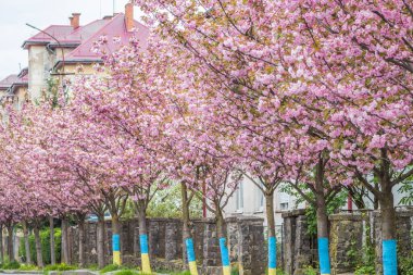 Sakura ağaçları cadde boyunca çiçek açar. Sakura çiçekleri bir ağaç dalına sarılır. Bahar bayrağı, kiraz dalları açık havada mavi gökyüzüne karşı çiçek açıyor..