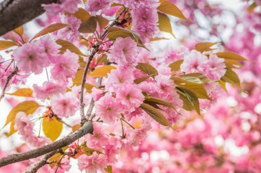Mavi gökyüzüne karşı dalda kadife sakura çiçekleri. Sakura çiçekleri bir ağaç dalına sarılır. Bahar bayrağı, kiraz dalları açık havada mavi gökyüzüne karşı çiçek açıyor..