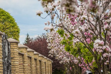 Sakura ağaçları cadde boyunca çiçek açar. Sakura çiçekleri bir ağaç dalına sarılır. Bahar bayrağı, kiraz dalları açık havada mavi gökyüzüne karşı çiçek açıyor..