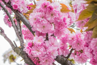 Mavi gökyüzüne karşı dalda kadife sakura çiçekleri. Sakura çiçekleri bir ağaç dalına sarılır. Bahar bayrağı, kiraz dalları açık havada mavi gökyüzüne karşı çiçek açıyor..