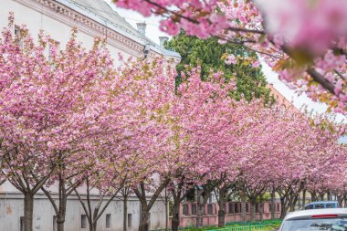 Sakura ağaçları cadde boyunca çiçek açar. Sakura çiçekleri bir ağaç dalına sarılır. Bahar bayrağı, kiraz dalları açık havada mavi gökyüzüne karşı çiçek açıyor..