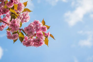 Mavi gökyüzüne karşı dalda kadife sakura çiçekleri. Sakura çiçekleri bir ağaç dalına sarılır. Bahar bayrağı, kiraz dalları açık havada mavi gökyüzüne karşı çiçek açıyor..