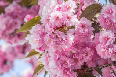 Mavi gökyüzüne karşı dalda kadife sakura çiçekleri. Sakura çiçekleri bir ağaç dalına sarılır. Bahar bayrağı, kiraz dalları açık havada mavi gökyüzüne karşı çiçek açıyor..