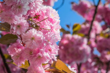 Mavi gökyüzüne karşı dalda kadife sakura çiçekleri. Sakura çiçekleri bir ağaç dalına sarılır. Bahar bayrağı, kiraz dalları açık havada mavi gökyüzüne karşı çiçek açıyor..