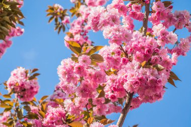 Mavi gökyüzüne karşı dalda kadife sakura çiçekleri. Sakura çiçekleri bir ağaç dalına sarılır. Bahar bayrağı, kiraz dalları açık havada mavi gökyüzüne karşı çiçek açıyor..