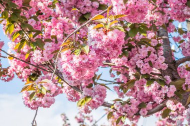 Mavi gökyüzüne karşı dalda kadife sakura çiçekleri. Sakura çiçekleri bir ağaç dalına sarılır. Bahar bayrağı, kiraz dalları açık havada mavi gökyüzüne karşı çiçek açıyor..