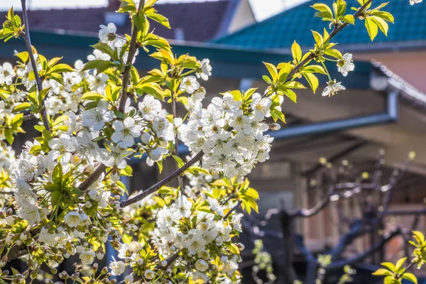 Parlak beyaz kiraz çiçekleri. Baharda arka plan için kiraz çiçeği ya da metin için kopya alanı. Bahar bayrağı, kiraz dalları açık havada mavi gökyüzüne karşı çiçek açıyor..