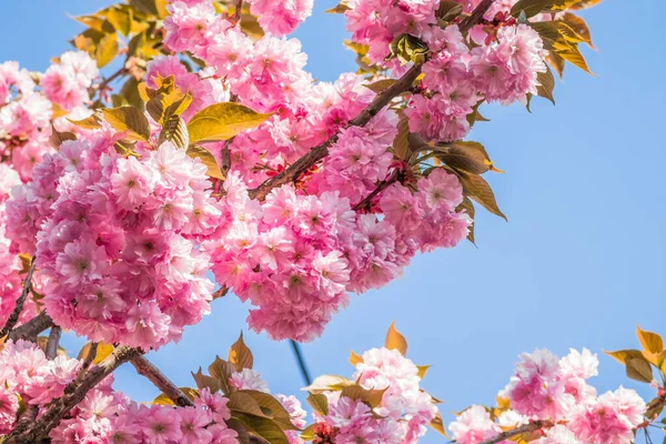 Mavi gökyüzüne karşı dalda kadife sakura çiçekleri. Sakura çiçekleri bir ağaç dalına sarılır. Bahar bayrağı, kiraz dalları açık havada mavi gökyüzüne karşı çiçek açıyor..