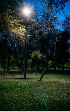 Sonbaharda fenerli, gece parkında sarı yapraklı, kuyruklu çimenler. Sonbahar sezonu boyunca parktaki banklar. Geceleri fenerlerle dolu bir parkın aydınlanması. Park Kyoto