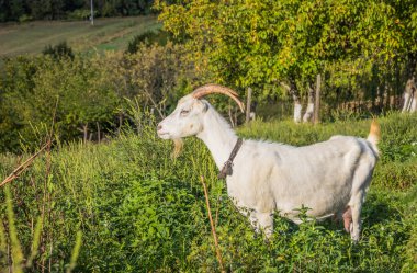 Beyaz keçi bir yaz günü dağlarda otlar. Hayvanlar. Beyaz keçi, bir bahar günü dağlarda çayırda otlar.