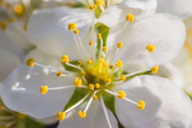 Parlak beyaz kiraz çiçekleri. Baharda arka plan için kiraz çiçeği ya da metin için kopya alanı. Bahar bayrağı, kiraz dalları açık havada mavi gökyüzüne karşı çiçek açıyor..