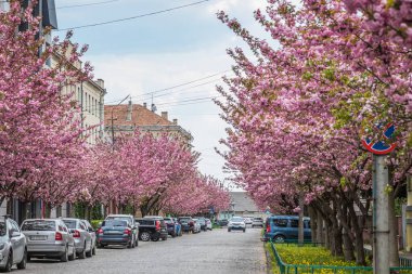 Ukrayna. MUKACHEVO. 22 Nisan 2023. Sakura ağaçları cadde boyunca çiçek açar. Sakura çiçekleri bir ağaç dalına sarılır. Bahar bayrağı, kiraz dalları açık havada mavi gökyüzüne karşı çiçek açıyor..