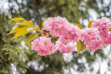 Mavi gökyüzüne karşı dalda kadife sakura çiçekleri. Sakura çiçekleri bir ağaç dalına sarılır. Bahar bayrağı, kiraz dalları açık havada mavi gökyüzüne karşı çiçek açıyor..