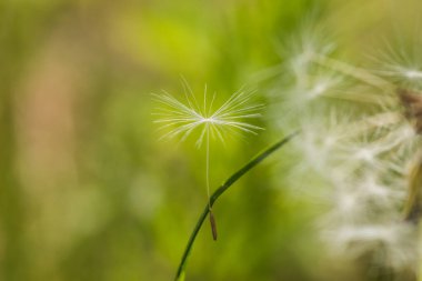 Yeşil arka planda tüylü beyaz karahindiba. Makro karahindiba tohumlarını yakın plan doğal arka plan.