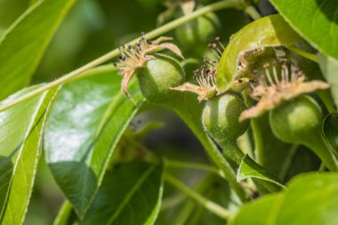 Ağaç dalında yeşil meyve elması olarak doğmuş. Yeşil küçük elmalar daldaki çiçeklerden döndüler..