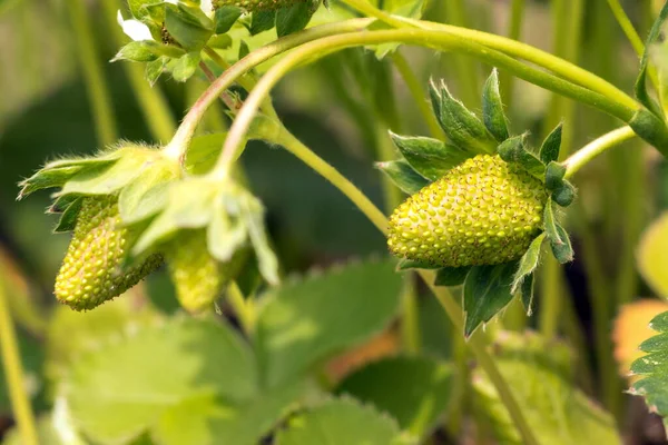 stock image Green unripe strawberry close up. Unripe strawberries with flowers and green leaves. Green unripe strawberry in the garden. Selective focus.