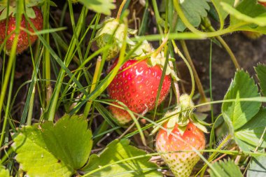 Beyaz-kırmızı olgunlaşmamış çilek yakından. Çiçekli ve yeşil yapraklı olgunlaşmamış çilekler. Bahçede olgunlaşmamış yeşil çilek. Seçici odak.