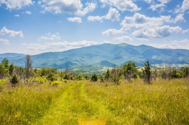 Karpatlar 'da bir dağ yamacındaki kır çiçekleri. Ukrayna Polonynialı Beskid 'lerinin dağlara ve vadilere güzel bir manzarası var. Yazın Ukrayna Karpatlarının Rocky tepeleri.