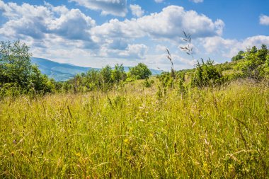 Karpatlar 'da bir dağ yamacındaki kır çiçekleri. Ukrayna Polonynialı Beskid 'lerinin dağlara ve vadilere güzel bir manzarası var. Yazın Ukrayna Karpatlarının Rocky tepeleri.