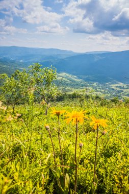 Karpatlar 'da bir dağ yamacındaki kır çiçekleri. Ukrayna Polonynialı Beskid 'lerinin dağlara ve vadilere güzel bir manzarası var. Yazın Ukrayna Karpatlarının Rocky tepeleri.
