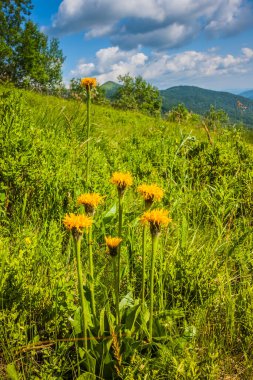 Karpatlar 'da bir dağ yamacındaki kır çiçekleri. Ukrayna Polonynialı Beskid 'lerinin dağlara ve vadilere güzel bir manzarası var. Yazın Ukrayna Karpatlarının Rocky tepeleri.