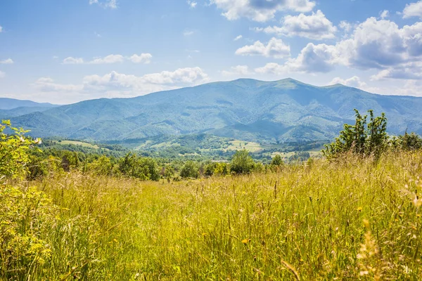 Wildflowers Zboczu Góry Karpatach Piękny Widok Ukraińskich Beskidów Polonijnych Gór — Zdjęcie stockowe