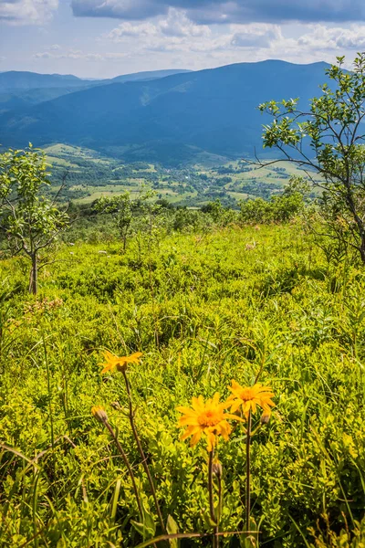 Divoké Květiny Horském Svahu Karpatech Krásný Výhled Ukrajinské Polonynské Beskydy — Stock fotografie