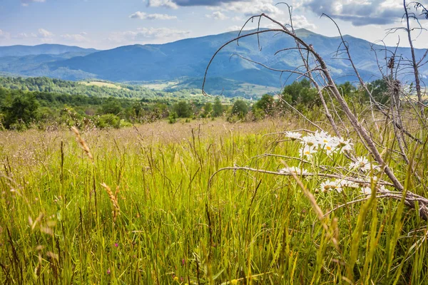 Divoké Květiny Horském Svahu Karpatech Krásný Výhled Ukrajinské Polonynské Beskydy — Stock fotografie