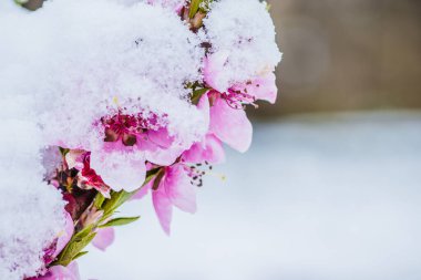 Kış çiçeği, kar altında pembe şeftali çiçeği, beyaz arka planda. İlkbaharın başlarında karda pembe çiçekler.