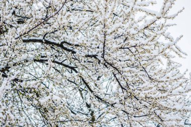 Kış çiçeği, kar altında beyaz arka planda kiraz beyaz çiçekleri. Baharın başlarında karda beyaz çiçekler.