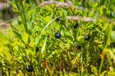 Yaban mersinleri bir dağ yamacında yetişir. Ormanda bir yabanmersini çalısı yaklaşıyor. Doğal antioksidan, lezzetli sağlıklı yiyecekler.