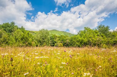Ukrayna dağlarının güzel manzarası Karpatlar ve vadiler. Yazın ormanları ve otları olan güzel yeşil dağlar. Karpatlar ve Karpatlar 'da su yapma sırtı
