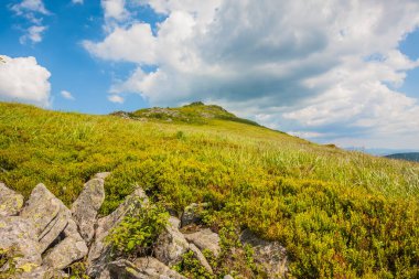Pikuy Dağı 'nın tepe ve yamaçlarının manzarası. Yazın ormanları ve otları olan güzel yeşil dağlar. Karpatlar ve Karpatlar 'da su yapma sırtı