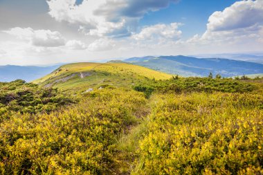 Ukrayna dağlarının güzel manzarası Karpatlar ve vadiler. Yol ve yazları ormanlar ve otlarla kaplı güzel yeşil dağlar. Karpatlar ve Karpatlar 'da su yapma sırtı