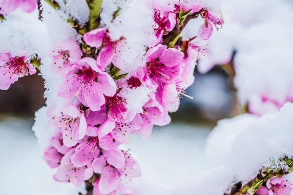 Winter flower, Pink Peach Flower under Snow with white background. Pink flowers in the snow in early spring.