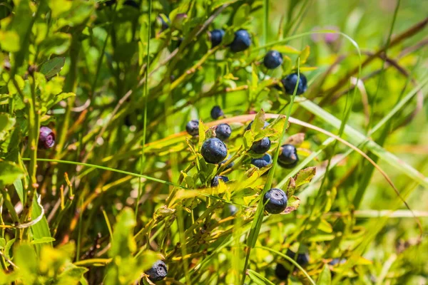 Blueberries Grow Nature Mountainside Bush Blueberries Woods Close Natural Antioxidant — Stock Photo, Image