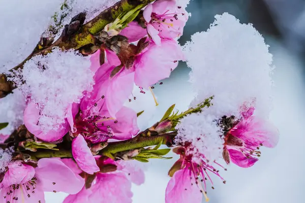 Зимова Квітка Рожевий Персик Квітка Під Снігом Білим Тлом Рожеві Стокове Зображення