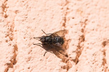 Duvardaki küçük Drosophila Sinek Böceği. Evin pembe alçılı duvarında uçmak. Yakından bak.