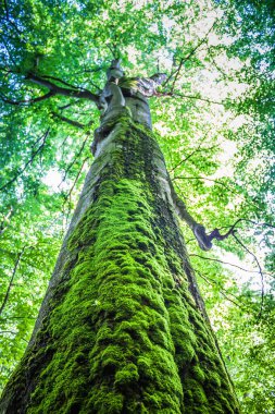 Ormanda yosunlarla kaplanmış dev, kalın bir ağaç. Yazın yaprak döken bir ormanda büyük yaşlı bir ağaç. Güneş bir ağacın taçlarından geçiyor. Alt görünüm