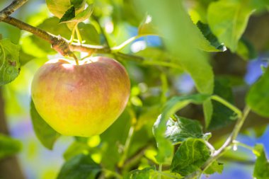 Ağaçtaki güzel kırmızı sarı elma. Olgunlaşan yeşil elmalar bir elma dalında yetişir. Elma yetiştirme ve yetiştirme konsepti