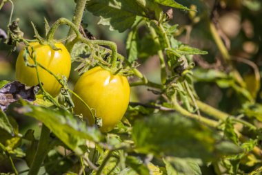 Bahçedeki yeşil bir çalıda olgunlaşan sarı domatesler. Yazın olgunlaşan güzel domatesler.