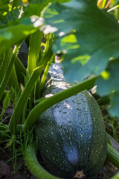 Fresh green zucchini ripening growing in the garden. Young vegetable and flowers.Fresh farm vegetable, harvest in organic farm